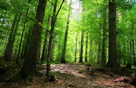 WWF arată autorităţilor române comorile ţării: Vizită într-o pădure virgină din Braşov