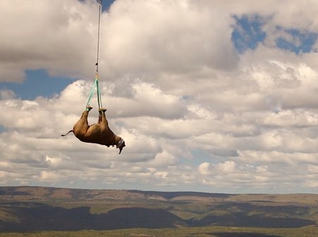 Operaţiunea &quot;Rinocerii Zburători&quot;: 19 exemplare din Africa de Sud, mutate din bătaia puştii pe calea aerului