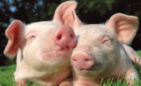 Porci online: Carnea de porc poate fi achiziţionată şi pe internet