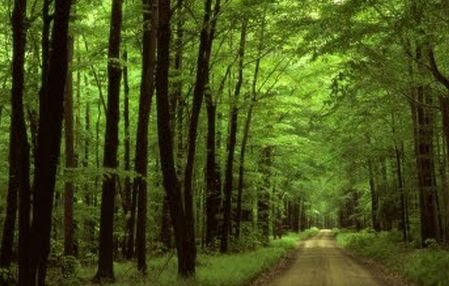O lună de campanie şi aproape 100.000 de semnături: Pădurile Virgine, la un pas de salvare ?
