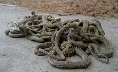 100 de şerpi au fost găsiţi într-un hotel din Germania