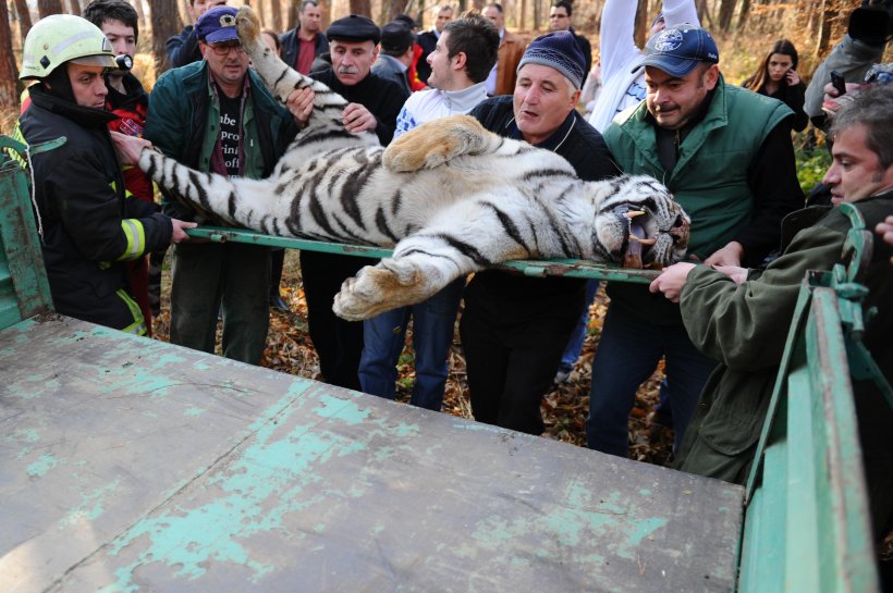 Nici tigrii nu supravieţuiesc în jungla românească
