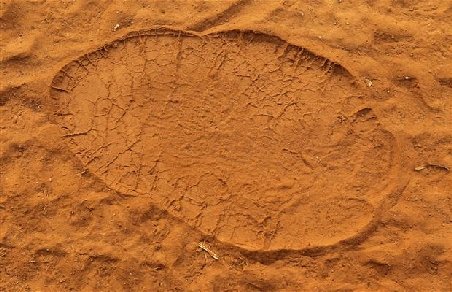 Urmele unor elefanţi, vechi de 7 milioane de ani, au fost descoperite în Emiratele Arabe Unite