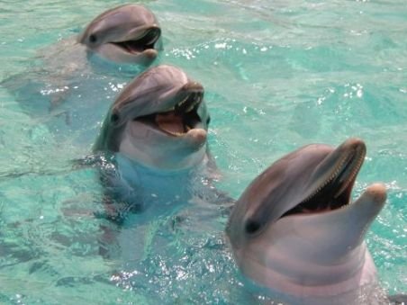 Fapt dovedit! Delfinii comit violuri şi sunt homosexuali