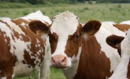 La o fermă din California a fost depistat un caz de boală a &quot;vacii nebune&quot;