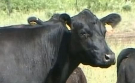 Străinii au început să crească vaci de carne în România