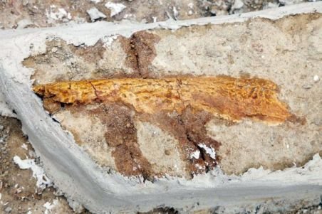Francezii au descoperit „dinozaurul ţigan“. Care este legătura cu România