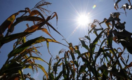 SECETA ar putea arunca OMENIREA într-o nouă CRIZĂ ALIMENTARĂ. România - ţara cea mai afectată de secetă din Europa