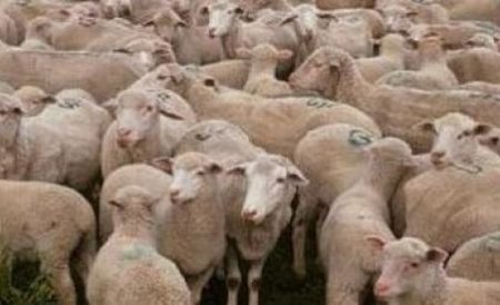 Şi oile merg la shopping! O turmă de oi a invadat un magazin de lux din Austria 