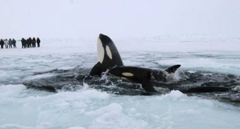 12 balene ucigaşe au rămas blocate sub gheaţa canadiană