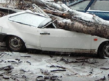 Vântul puternic face ravagii în Bucureşti! Un copac prăbuşit a distrus opt maşini 