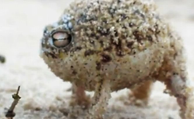 Cea mai drăguţă broască din lume. A adunat peste 3,5 milioane de vizualizări pe YouTube în numai câteva zile