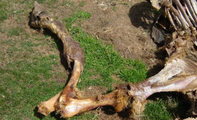 Sute de cai ucişi şi aruncaţi într-un lac, la Galaţi. ONG-urile spun că ar putea fi vorba de samsarii de animale