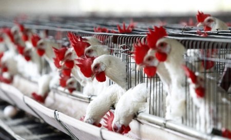 Gripa aviară face ravagii în China: Epidemia a ucis deja şase oameni