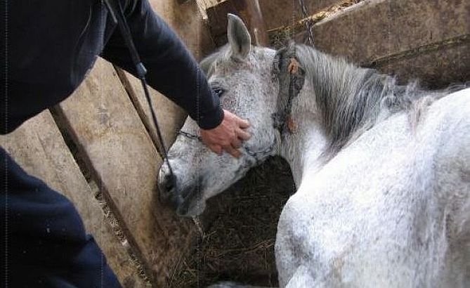 Comerţul cu cai, un act de tortură. Animalele sunt biciuite până la sânge, apoi sunt forţate să care bolovani uriaşi, ca demonstraţie