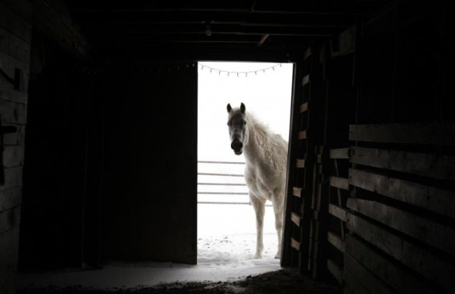 Compania Spanghero, aflată la originea scandalului cărnii de cal, a intrat în lichidare