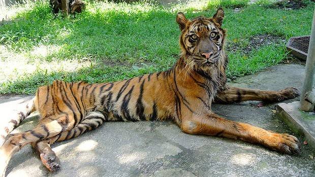 IMAGINI ŞOCANTE! Grădina zoologică unde animalele sunt lăsate să MOARĂ de foame. Cum arată tigrii şi leii
