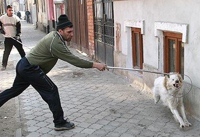 BBC: România face campanie pentru a ucide câinii vagabonzi 
