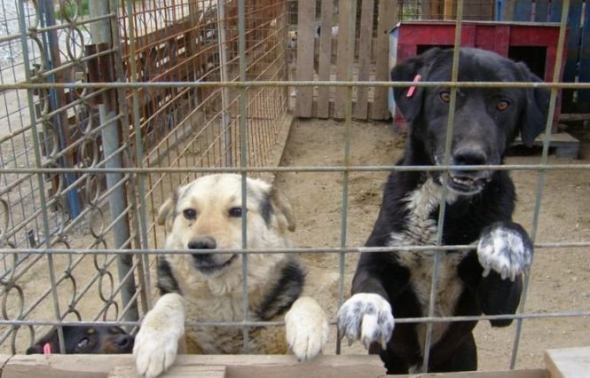 Situaţie revoltătoare la Ploieşti. Adăpostul de câini este suprapopulat, însă autorităţile AU SISTAT ADOPŢIILE