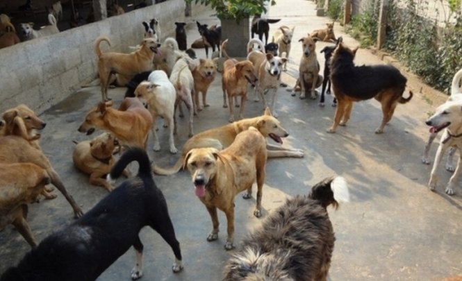Curtea Constituţională a decis: Câinii maidanezi pot fi eutanasiaţi. Băsescu a promulgat legea