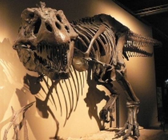 Cel mai vechi strămoş al lui Tyrannosaurus rex a fost descoperit în Statele Unite