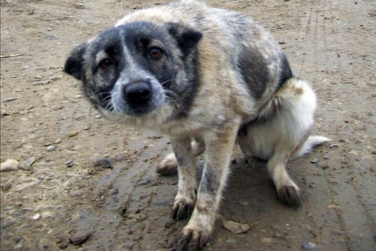 ASPA: Câinii fără stăpân nu au fost eutanasiaţi, măsura va fi aplicată doar în ultimă instanţă