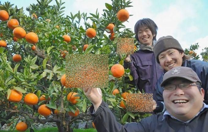 Ce au făcut japonezii într-o livadă cu mandarini. &quot;Invenţia&quot; lor ar putea ajunge în farfuriile noastre. Cum arată fructele