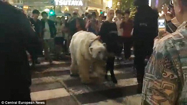Apariţie şoc la metroul londonez. Un urs polar de doi metri s-a plimbat nestingherit printre călători
