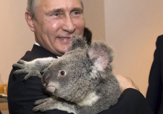 Rusia speră că ursul koala ţinut de Putin în braţe la summitul G20 nu se află printre cei 700 eutanasiaţi în Australia