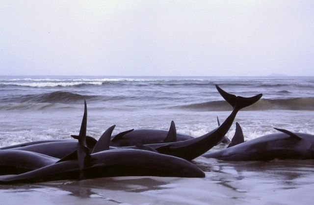 Aproape 150 de delfini au eșuat pe o plajă din Japonia 
