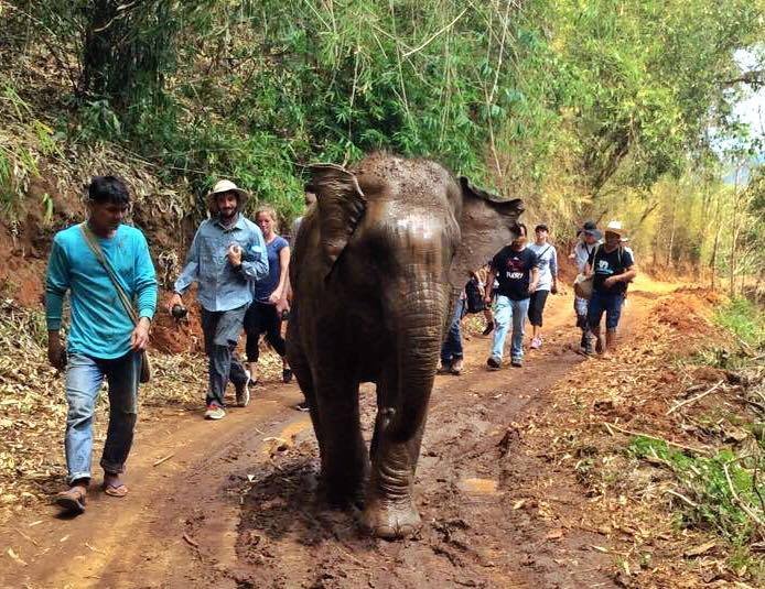 Emoţionant! Un pui de elefant îşi reîntâlneşte mama după 4 ani de sclavie în Thailanda (VIDEO)