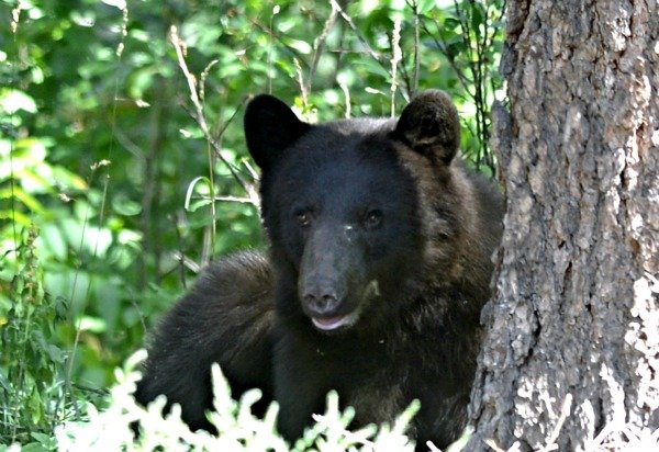 Un urs a dat buzna într-o brutărie, a înfulecat 38 de plăcinte şi a luat şi două la pachet