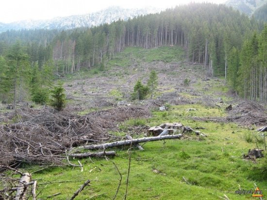 Veste bună: Ritmul de defrişare a pădurilor s-a redus la jumătate