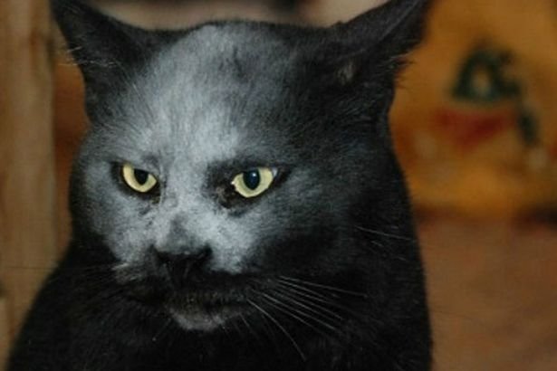 O pisică înspăimântătoare este considerată încarnarea răului absolut