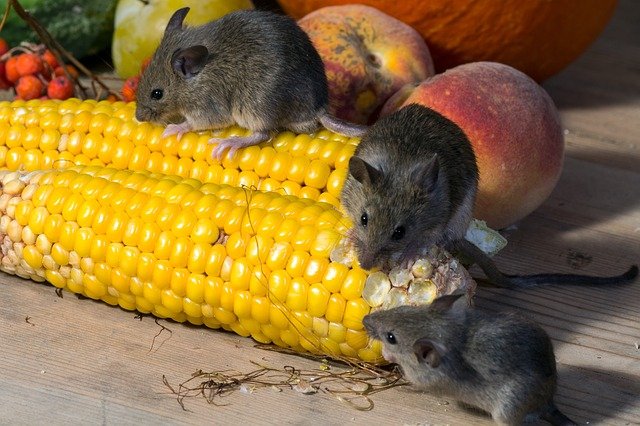 România, record mondial la ”recolta” de rozătoare: 70.000 de șoareci pe hectar