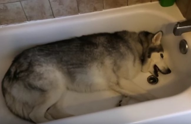 Cât de greu este să convingi un câine să meargă la plimbare când vrea să facă baie? (VIDEO)
