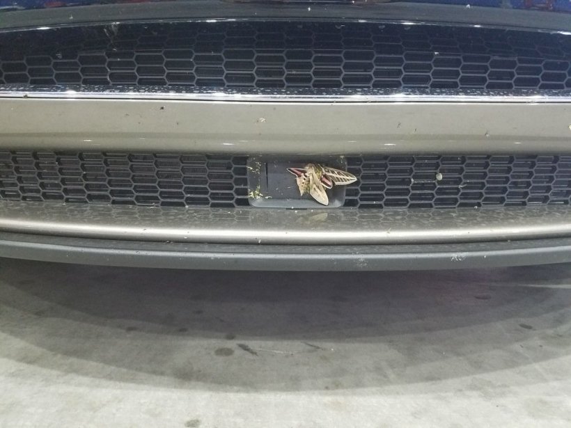 Tesla Model S, „doborâtă” de o molie. Ce s-a întâmplat cu autoturismul după impactul cu insecta
