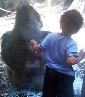 Un copil de 4 ani a căzut în cușca unei gorile. Ce a început să facă animalul după ce l-a văzut. Lumea îi privea șocată. VIDEO