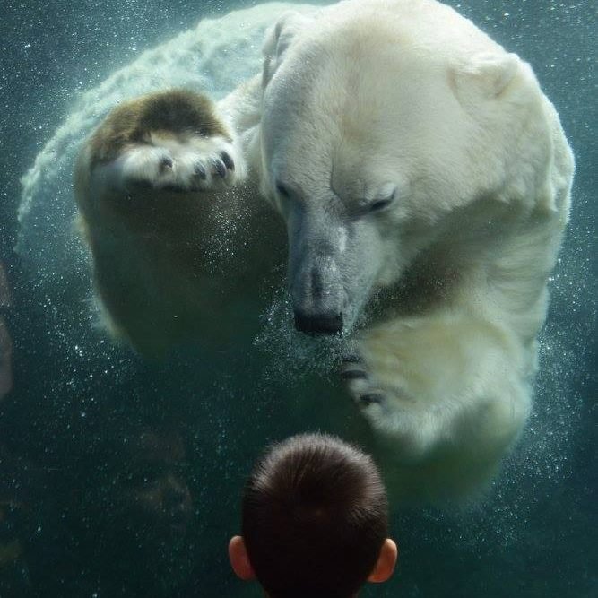 Momentul magic între un copil de patru ani și un urs polar de la ZOO. Părinții și ceilalți turiști au privit fascinaţi ce se întâmplă 