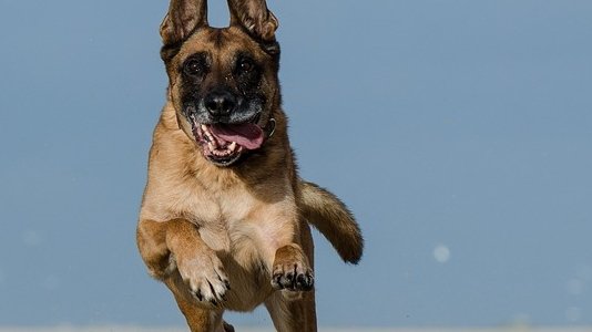 Poliția din Neamț a concediat un câine polițist. Care este motivul și ce se întâmplă acum cu patrupedul