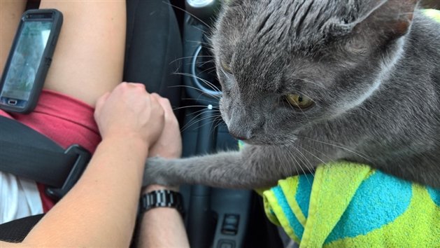 Duceau pisica la doctor să o eutanasieze. Ce a făcut felina pe ultimul său drum. Mii de oameni, în lacrimi