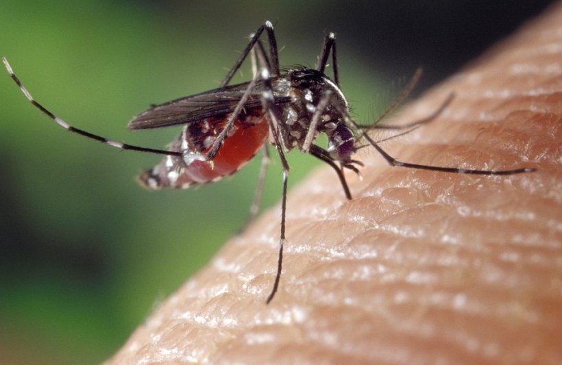 Trei cazuri de infecţie cu virusul West Nile, confirmate în Dolj  