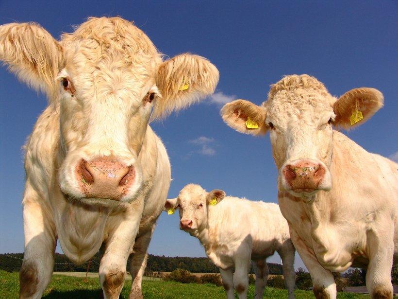 Cel mai mare furt de bovine din Noua Zeelandă. Cum au dispărut 500 de vaci?