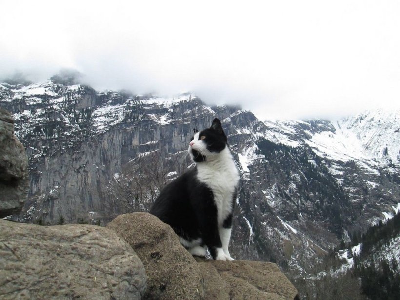 Se pierduse în munți, când pisica s-a apropiat de el. Felina a început să meargă înaintea lui și...