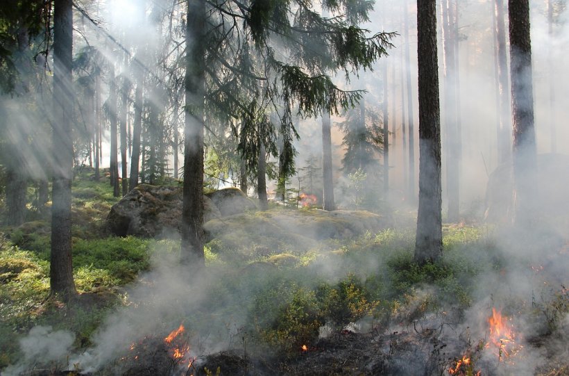 Stare de urgenţă în sud-estul Bulgariei. Mii de hectare de vegetaţie au luat foc