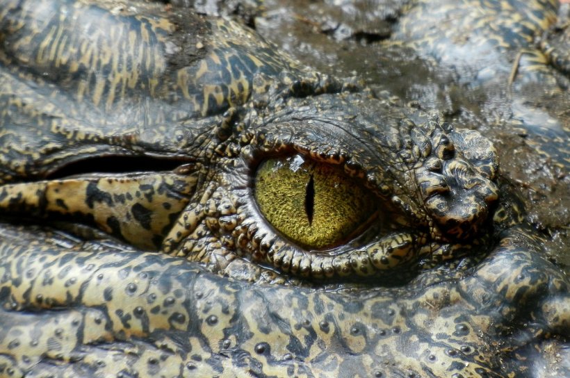 A încercat să își facă un selfie cu un crocodil și scena care a urmat este șocantă