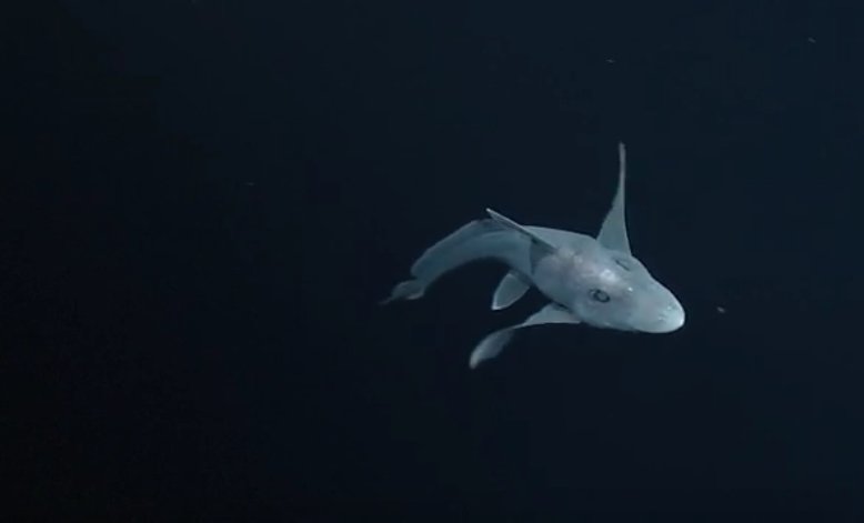 Cel mai misterios rechin, mai bătrân decât dinozaurii, filmat pentru prima dată - VIDEO 