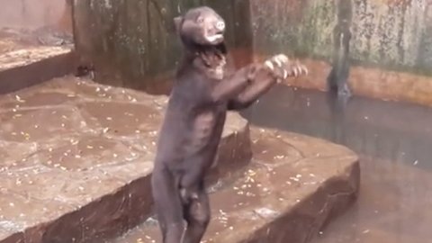 Imagini șocante la o grădină zoologică din Indonezia. Urșii sunt atât de slabi încât nu se mai știe ce specie sunt - VIDEO 