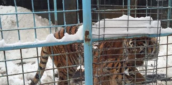 În ce condiții erau ținuți tigrii de la Circul Globus. Fotografiile postate pe Facebook de Gabriela Firea