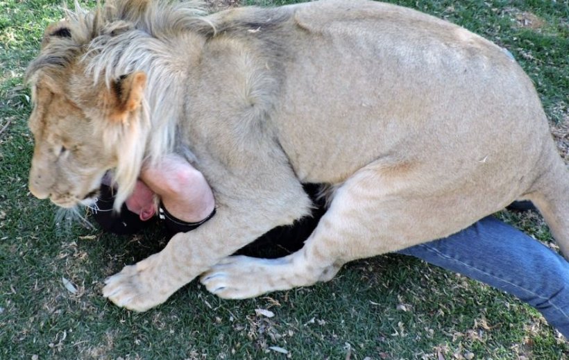 Vizita un parc natural din Africa de Sud. Îngrijitorii i-au spus că se poate apropia de leu ca să facă o poză. Ce s-a întâmplat după câteva secunde. Imagini uluitoare - VIDEO